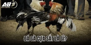 Đá Gà Cựa Sắt Là Gì