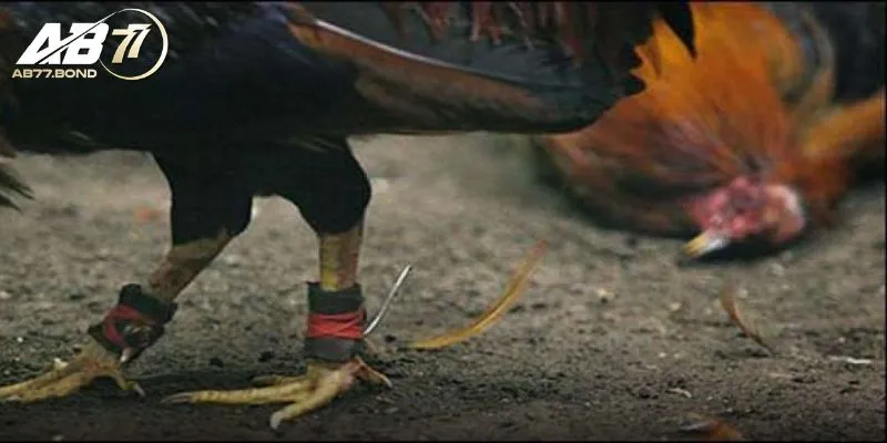 Đá Gà Cựa Sắt Là Gì? Bí Kíp Tham Gia Trận Kê Chiến AB77 Kịch Tính 3 Đặc trưng nổi bật của cựa sắt trong trò chơi