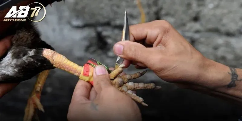 Đá Gà Cựa Dao Là Gì? Tìm Hiểu Lịch Sử Và Quy Tắc Thi Đấu Tại AB77 1 Lịch sử hình thành Đá Gà Cựa Dao là gì?