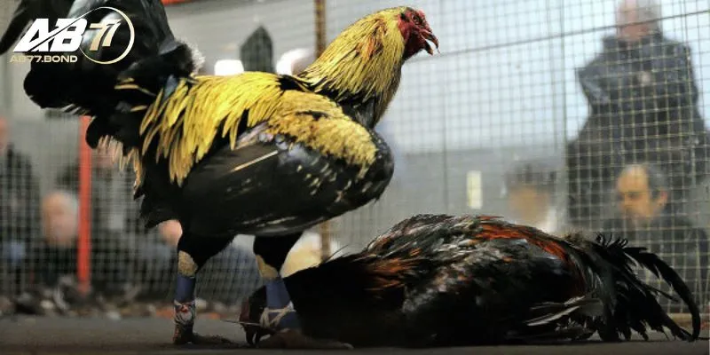 Đá Gà Cựa Sắt Là Gì? Bí Kíp Tham Gia Trận Kê Chiến AB77 Kịch Tính 1 Lịch sử hình thành Đá Gà Cựa Sắt là gì?