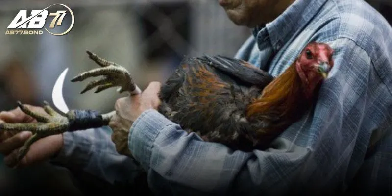 Đá Gà Cựa Dao Là Gì? Tìm Hiểu Lịch Sử Và Quy Tắc Thi Đấu Tại AB77 2 Quy tắc thi đấu trong Đá Gà Cựa Dao là gì?