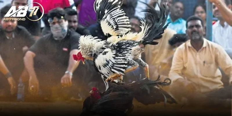 Đá Gà Cựa Sắt Là Gì? Bí Kíp Tham Gia Trận Kê Chiến AB77 Kịch Tính 2 Quy tắc thi đấu trong Đá Gà Cựa Sắt là gì?