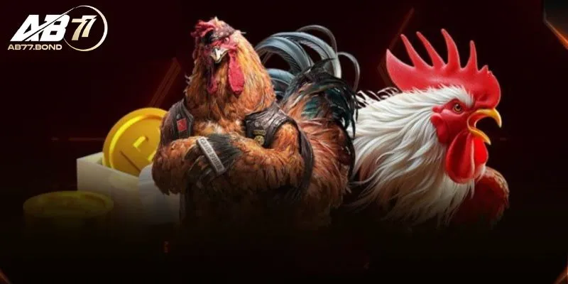 Sảnh Đá Gà AB77 và những điểm nổi bật