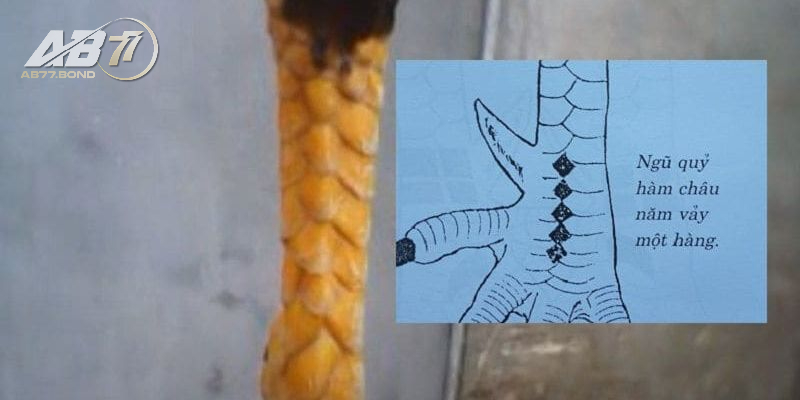 Vảy Gà Ngũ Quỷ Huyền Thoại Về Chiến Kê Bất Bại Và Sự Thật 4 Hình dáng độc đáo của Vảy Gà Ngũ Quỷ