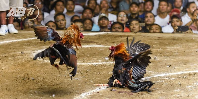 Vảy Gà Ngũ Quỷ Huyền Thoại Về Chiến Kê Bất Bại Và Sự Thật 2 Lối đá xuất quỷ nhập thần chiến kê sở hữu Vảy Gà Ngũ Quỷ