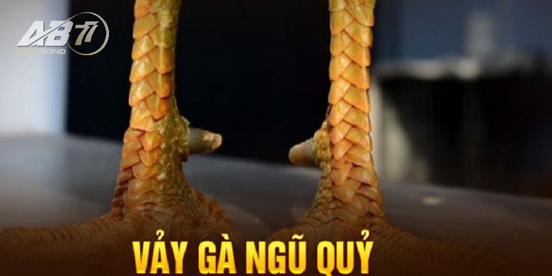 Vảy Gà Ngũ Quỷ Huyền Thoại Về Chiến Kê Bất Bại Và Sự Thật 1 Một số thông tin về Vảy Gà Ngũ Quỷ bạn cần biết