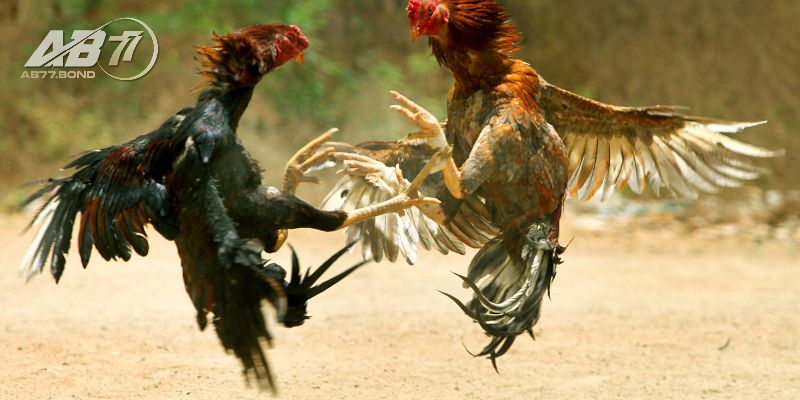 Vảy Gà Ngũ Quỷ Huyền Thoại Về Chiến Kê Bất Bại Và Sự Thật 3 Vảy Gà Ngũ Quỷ thần kê hay chỉ là lời đồn?