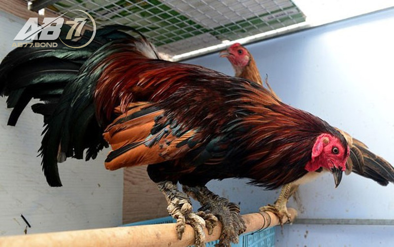 Gà Vảy Rồng: Khám Phá Sự Lôi Cuốn Từ Loài Gà Đặc Biệt 2026 2 Gà chân vảy rồng chiến đấu như thế nào?