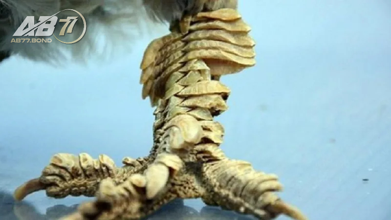 Gà Vảy Rồng: Khám Phá Sự Lôi Cuốn Từ Loài Gà Đặc Biệt 2026 3 Những khó khăn nhất định trong việc nuôi gà vảy rồng