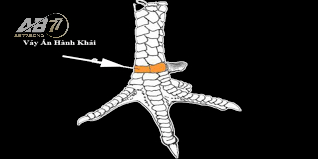 Vảy vấn cán hoành khai ra sao?