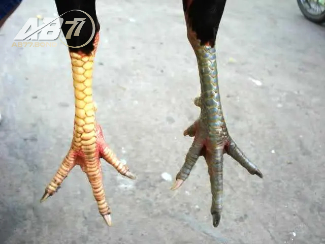 Nuôi gà vảy vấn cán có dễ không?